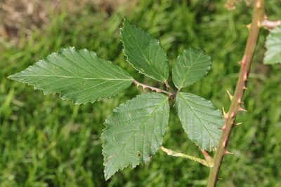 Rubus lindleyanus, photographed by Stephen James McWilliam
