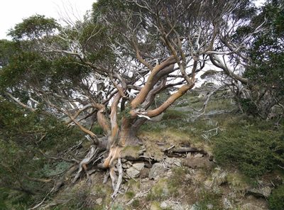 Eucalyptus pauciflora, photographed by Andrew Harvey