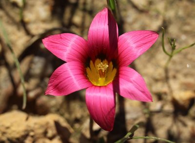 Romulea hirsuta, photographed by Cecile Roux