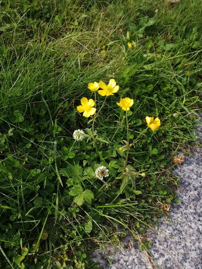 Ranunculus propinquus, photographed by Tatiana Strus