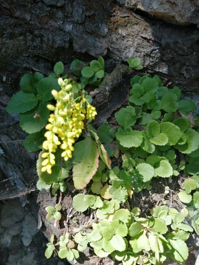 Chiastophyllum oppositifolium, photographed by Nevlyutov Marat
