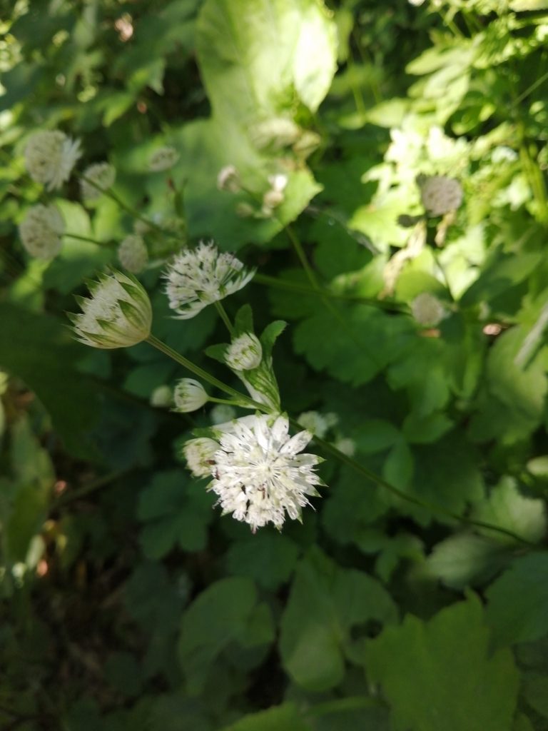 Astrantia pontica, photographed by Nevlyutov Marat