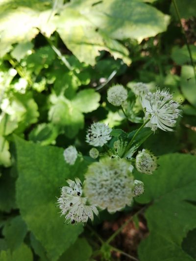 Astrantia pontica, photographed by Nevlyutov Marat