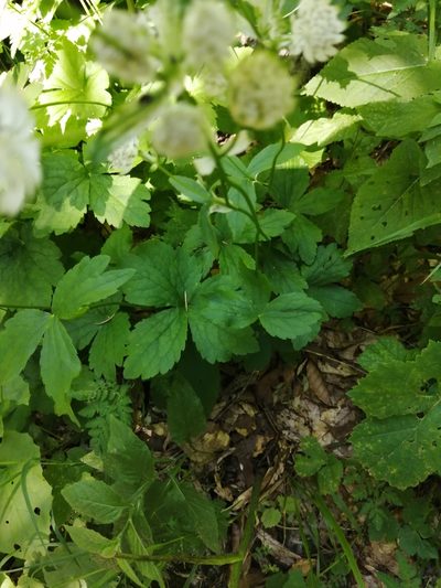 Astrantia pontica, photographed by Nevlyutov Marat