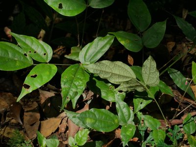 Hylodesmum leptopus, photographed by Jacy Chen