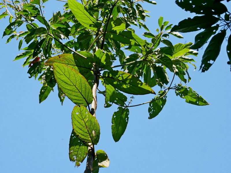 Paederia cavaleriei, photographed by Jacy Chen