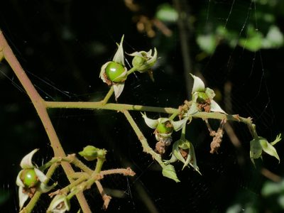 Rubus hexagynus, photographed by Jacy Chen