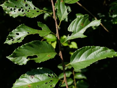 Rubus hexagynus, photographed by Jacy Chen