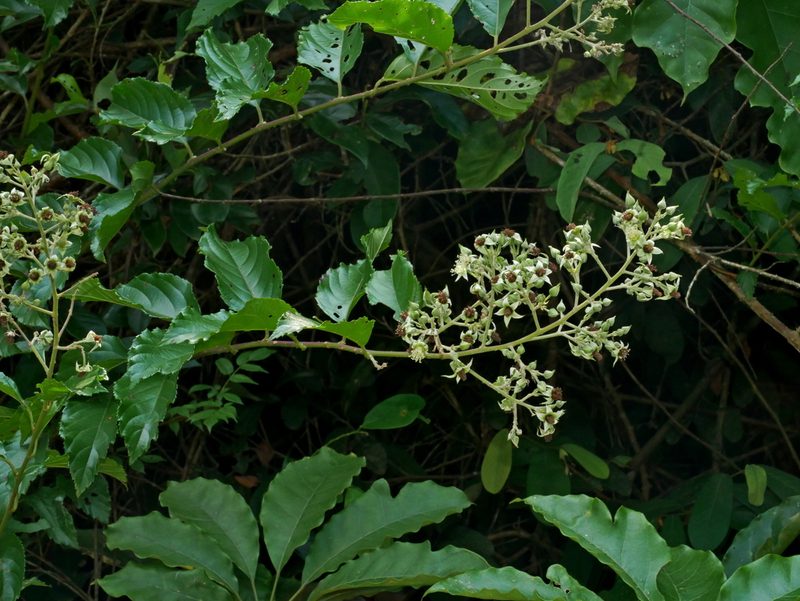 Rubus hexagynus, photographed by Jacy Chen