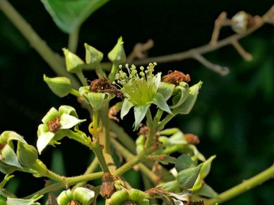 Rubus hexagynus, photographed by Jacy Chen