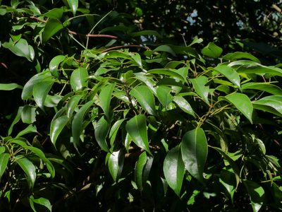 Meliosma squamulata, photographed by Jacy Chen