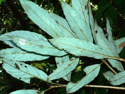 Quercus stenophylloides, photographed by Jacy Chen
