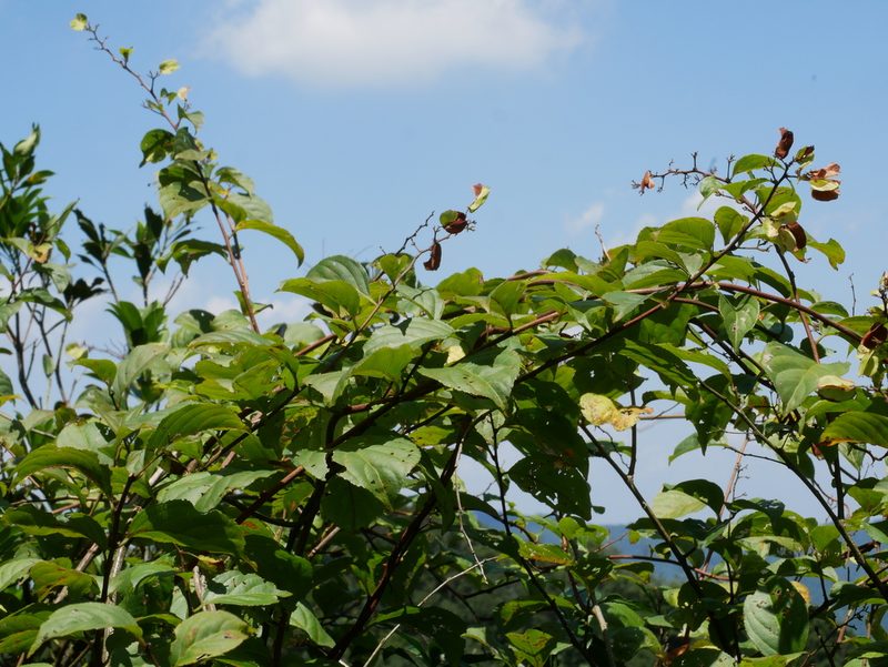Tripterygium wilfordii, photographed by Jacy Chen