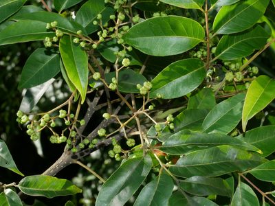 Tetradium glabrifolium, photographed by Jacy Chen