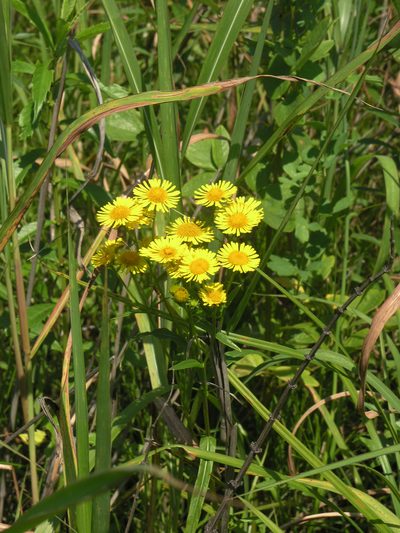 Inula japonica, photographed by Oleg Kosterin