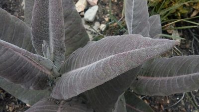 Asclepias sauronii, photographed by Leticia Jiménez Hernández