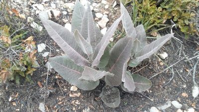 Asclepias sauronii, photographed by Leticia Jiménez Hernández