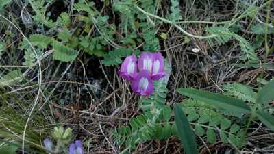 Astragalus greggii, photographed by Leticia Jiménez Hernández