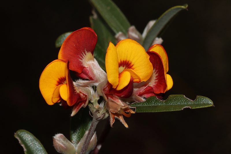Gastrolobium capitatum, photographed by T. Hammer