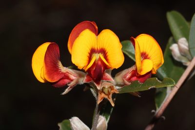 Gastrolobium capitatum, photographed by T. Hammer