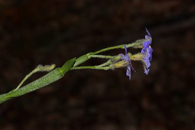 Dampiera alata, photographed by T. Hammer