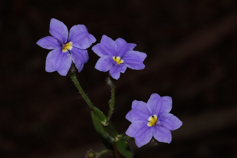 Dampiera alata, photographed by T. Hammer