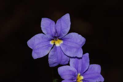 Dampiera alata, photographed by T. Hammer