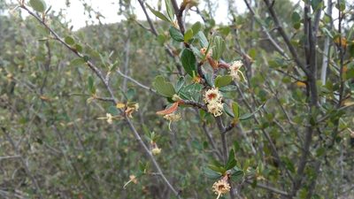 Cercocarpus fothergilloides, photographed by Leticia Jiménez Hernández