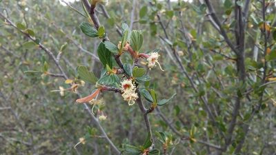 Cercocarpus fothergilloides, photographed by Leticia Jiménez Hernández