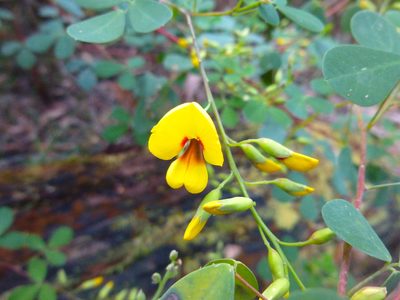 Goodia lotifolia, photographed by Kiri Bee