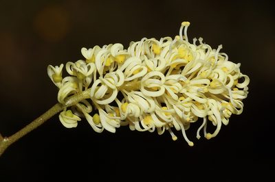 Grevillea synapheae, photographed by T. Hammer