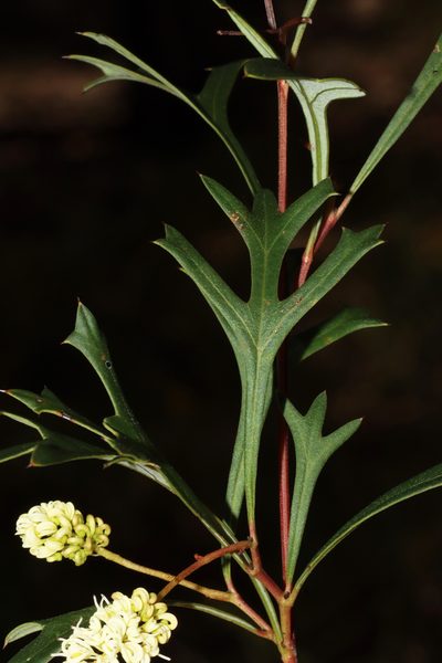 Grevillea synapheae, photographed by T. Hammer
