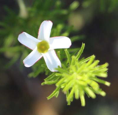 Oxalis tenuifolia, photographed by Cecile Roux
