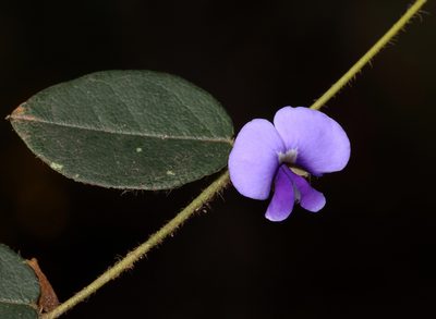 Hovea trisperma, photographed by T. Hammer