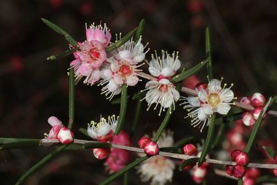 Hypocalymma angustifolium, photographed by T. Hammer