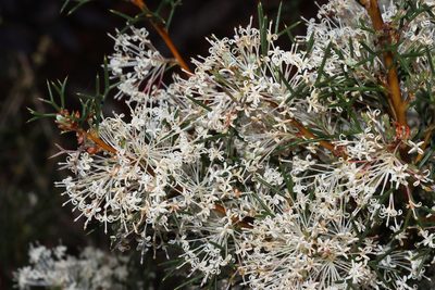 Hakea lissocarpha, photographed by T. Hammer