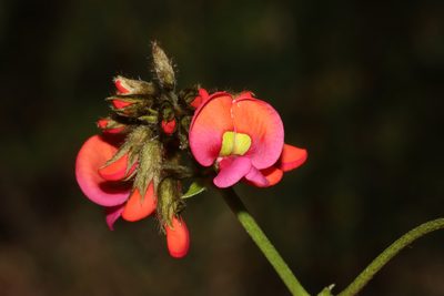 Kennedia coccinea, photographed by T. Hammer