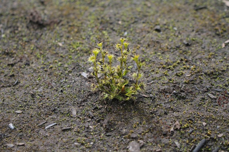 Drosera ramellosa, photographed by Em Lamond