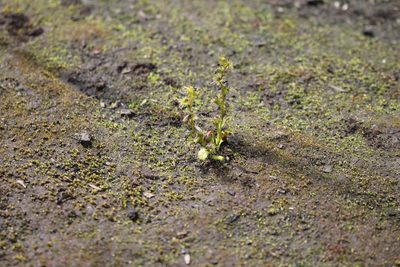 Drosera ramellosa, photographed by Em Lamond