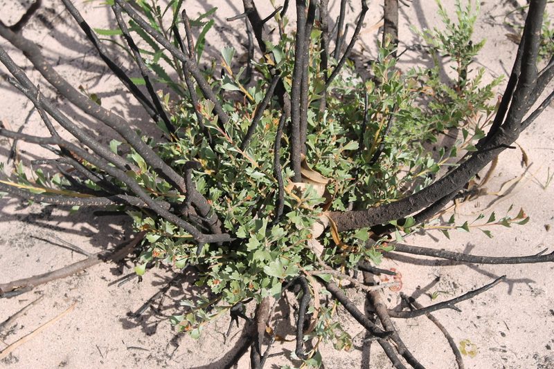 Adenanthos cuneatus, photographed by Em Lamond