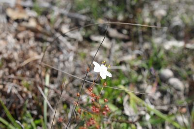 Drosera macrantha, photographed by Em Lamond
