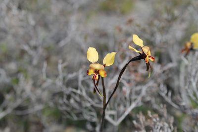 Diuris porrifolia, photographed by Em Lamond
