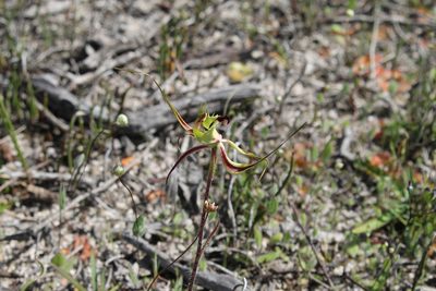 Caladenia falcata, photographed by Em Lamond