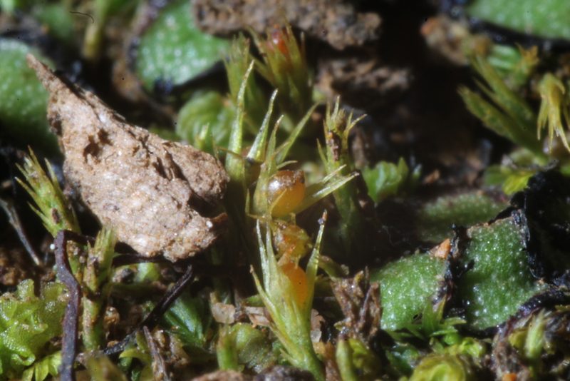 Pleuridium nervosum, photographed by Em Lamond