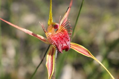 Caladenia pectinata, photographed by Em Lamond