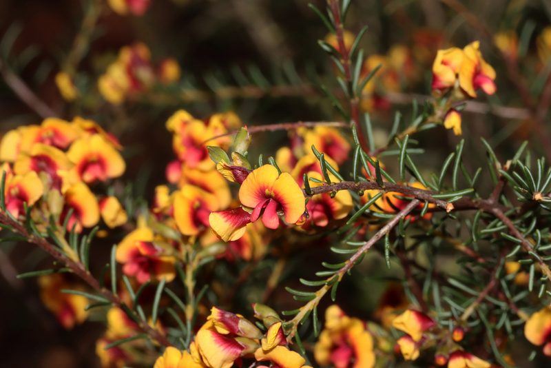 Dillwynia laxiflora, photographed by T. Hammer