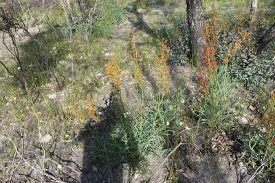 Stirlingia latifolia, photographed by Em Lamond