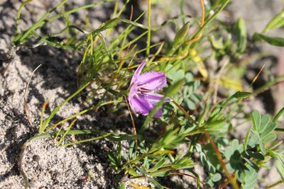Thysanotus manglesianus, photographed by Em Lamond