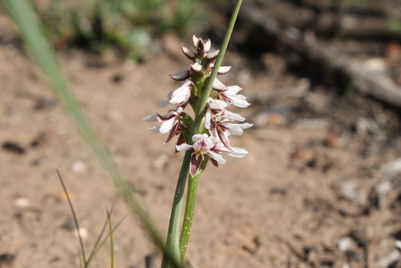 Prasophyllum cucullatum, photographed by Em Lamond