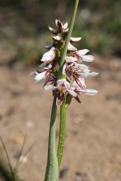 Prasophyllum cucullatum, photographed by Em Lamond